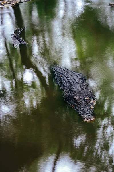 나 일 악어 Crocodylus niloticus와 악어의 이빨의 근접 세부 눈을 엽니다. 악어 머리 보르네오의 자연에 가까이 — 스톡 사진