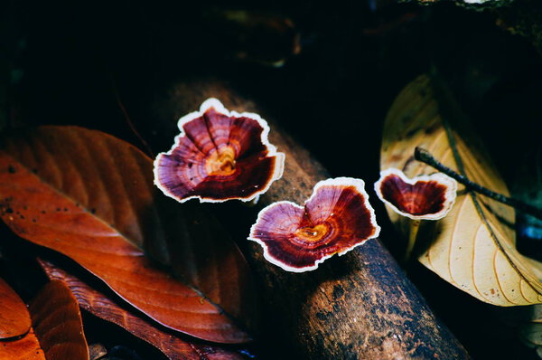 Грибы Реши на старом куске дерева в тропическом дождевом лесу Борнео
