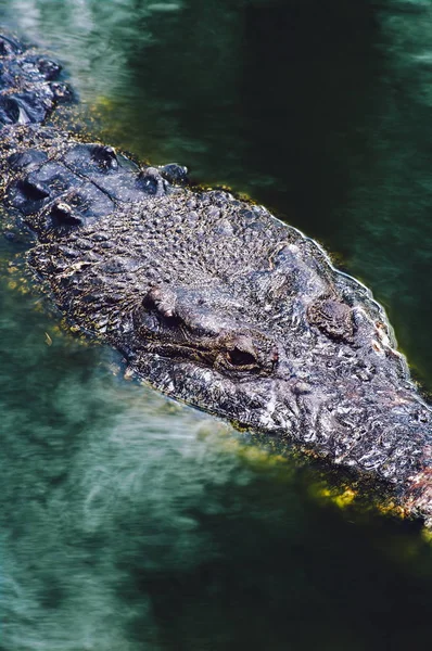 Nílusi krokodil Crocodylus niloticus a vízben, közeli részlet a krokodil fej, nyitott szemmel. Krokodil feje közelről a természetben Borneó — Stock Fotó