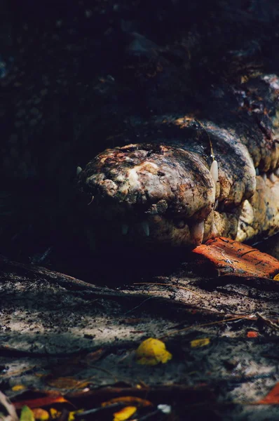 Κροκόδειλος του Νείλου Crocodylus niloticus, close-up λεπτομέρεια από τα δόντια της τον κροκόδειλο με ανοιχτό μάτι. Κροκόδειλος κεφάλι κοντά στην φύση του Βόρνεο — Φωτογραφία Αρχείου