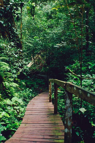 Ahşap tahta köprü Gözlemevi orman yağmur ormanı Borneo Malezya
