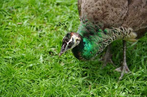 Peacock ordinarie närbild. På grund av den frodiga fläk-blåst öga-tail ”påfågeln” är påfågeln känd som den vackraste fågeln. — Stockfoto