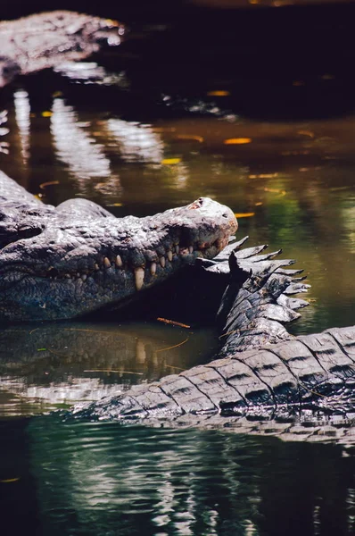 Nílusi krokodil Crocodylus niloticus, közeli részlet a fogak, a krokodil, a nyitott szem. Krokodil feje közelről a természetben Borneó — Stock Fotó