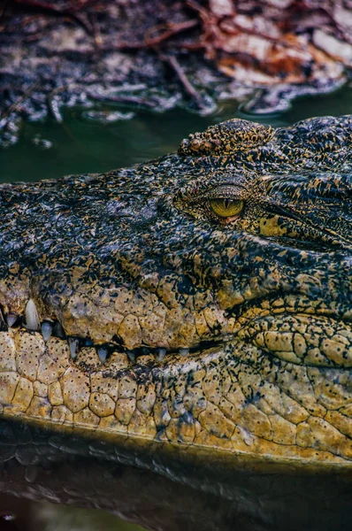 나 일 악어 Crocodylus niloticus와 악어의 이빨의 근접 세부 눈을 엽니다. 악어 머리 보르네오의 자연에 가까이 — 스톡 사진