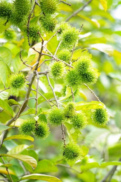 Genç rambutan meyve bahçesinde ağaç üzerinde