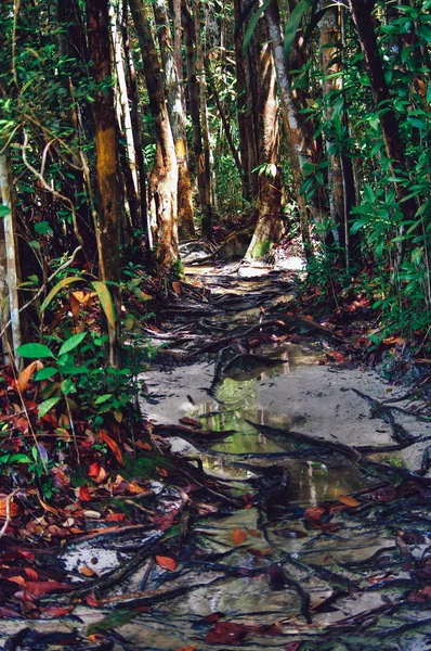 Dschungelpfade nach Regen im tropischen Regenwald von Sabbah, Borneo Malaysien — Stockfoto