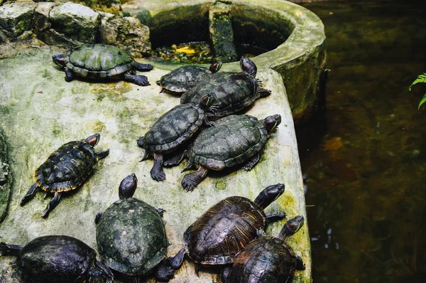 Many small tropical water turtles in garden close up