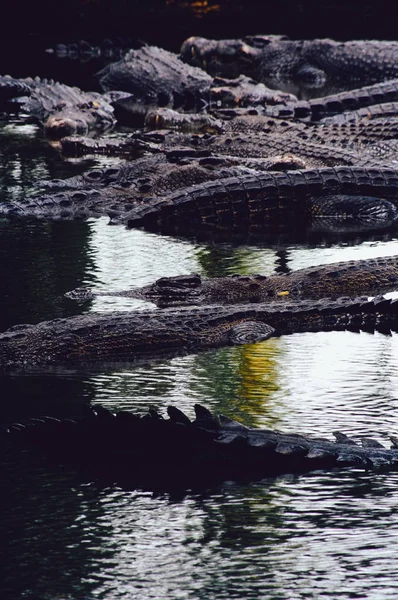 Κροκόδειλος του Νείλου Crocodylus niloticus, close-up λεπτομέρεια από τα δόντια της τον κροκόδειλο με ανοιχτό μάτι. Κροκόδειλος κεφάλι κοντά στην φύση του Βόρνεο — Φωτογραφία Αρχείου