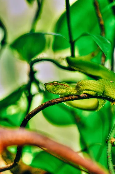 Head shot obraz Wagler's Snake Pit Viper - Tropidolaemus wagleri w lasach deszczowych Sabbah Borneo, Malezja — Zdjęcie stockowe