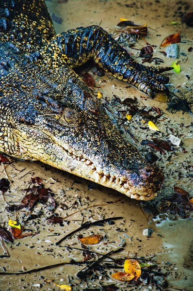 물에서 나 일 악어 Crocodylus niloticus, 악어 머리의 근접 세부 눈을 엽니다. 악어 머리 보르네오의 자연에 가까이 — 스톡 사진