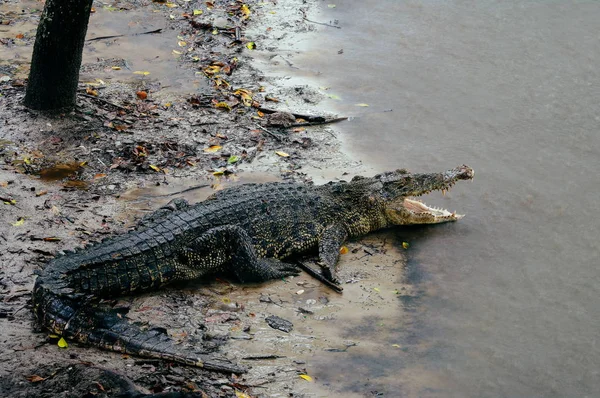 Нільський Крокодил niloticus Крокодил у воді, макро докладно крокодила голови з відкрийте очі. Крокодил голова закладають в природі Борнео — стокове фото