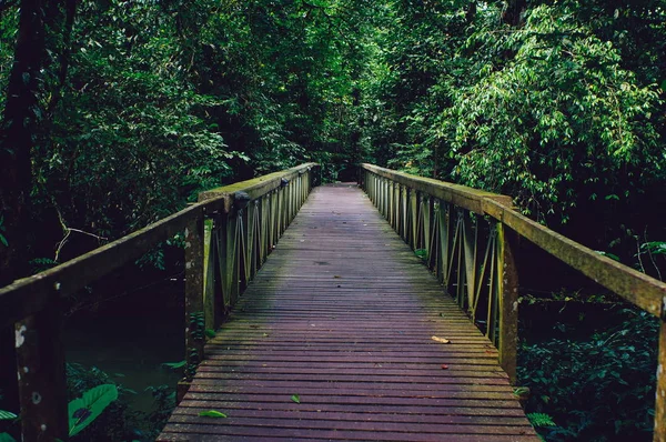 Деревянный мост в тропических лесах Борнео — стоковое фото