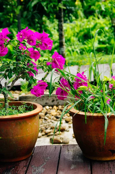 Lindas flores cor de rosa no jardim, primavera bacground floral e conceito de verão. Foco suave de rosa Bougainvillea glabra Choisy flor com folhas. fundo borrado flores asiáticas — Fotografia de Stock