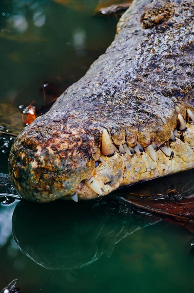 Crocodylus niloticus crocodilo do Nilo, detalhe close-up dos dentes do crocodilo com o olho aberto. Cabeça de crocodilo perto na natureza de Bornéu — Fotografia de Stock