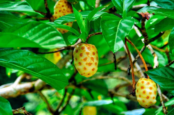  Vahşi Noni meyve ağacı dalı Borneo yağmur ormanı
