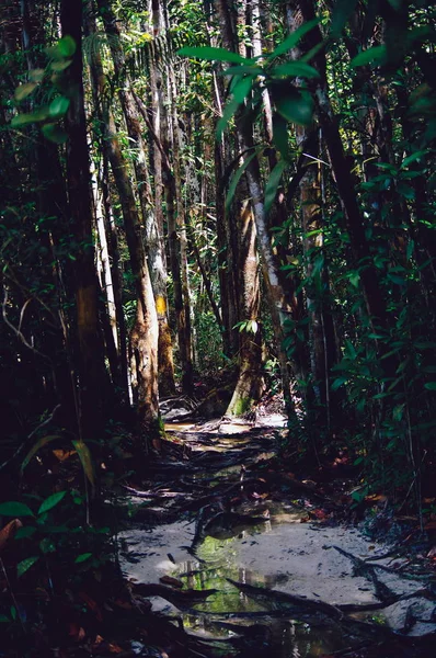 Sentieri della giungla dopo la pioggia nella foresta pluviale tropicale di Sabbah, Borneo Malesia — Foto Stock