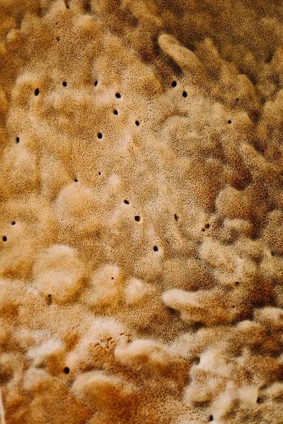 De achtergrond van een close-up van natuurlijke zee spons — Stockfoto