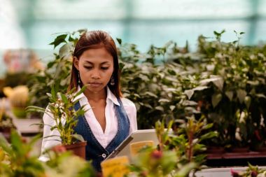 Genç Asyalı kadın Ziraat Mühendisi bitkiler teftiş serada çalışan tablet ile güzel.