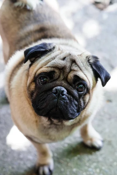 Bebek pug. Köpek pug. Hem de çok şirin bir yüzünü kapatmak