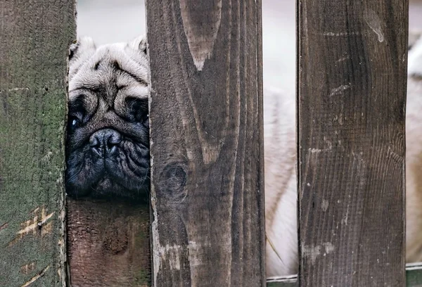 Bebek pug. Köpek pug. Hem de çok şirin bir yüzünü kapatmak