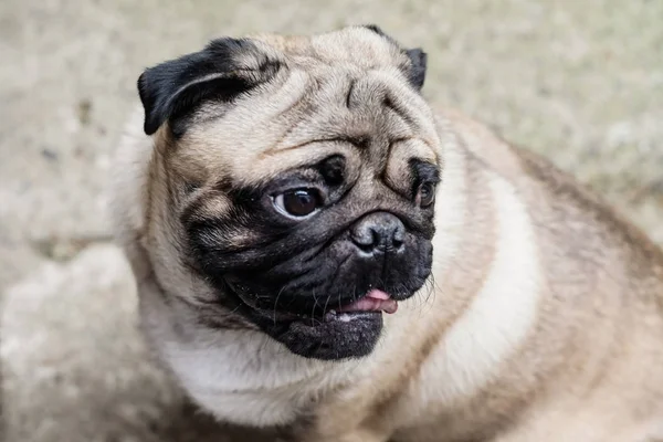 Bebek pug. Köpek pug. Hem de çok şirin bir yüzünü kapatmak