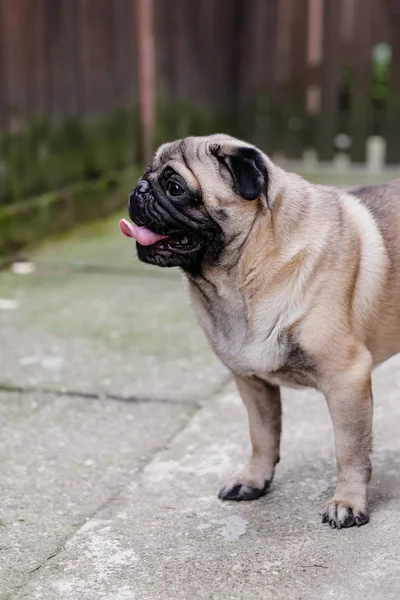 Bebek pug. Köpek pug. Hem de çok şirin bir yüzünü kapatmak