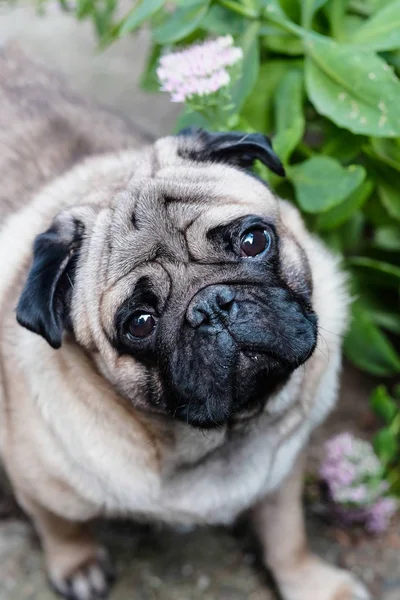 赤ちゃんパグのクロです。犬のパグ。非常にかわいいパグの顔を