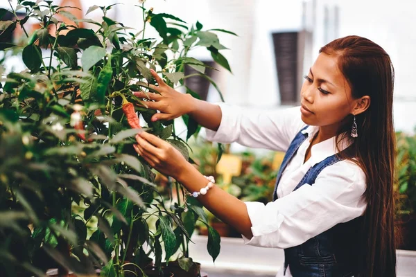 Young pretty Asian woman agronomist with tablet working in greenhouse checking the storage inventory.