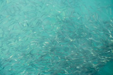 Tropikal okyanusta yüzlerce küçük balık, balık sürüsü veya balık okulu, Kota kinabalu, Sabah, Borneo