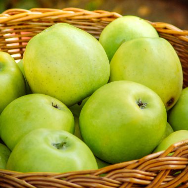Apple harvest. Ripe green apples in the basket clipart