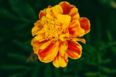 Taze turuncu sarı sonbahar kadife çiçeği çiçek toprak çiçek kap, Latince adı Tagetes. Çiçek arka plan