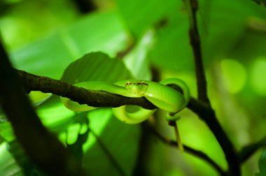 Wagler's Pit Viper Snake Iimage - Tropidolaemus wagleri Sabbah Borneo, Malezya tropikal yağmur ormanlarında bir magrove dalı üzerinde