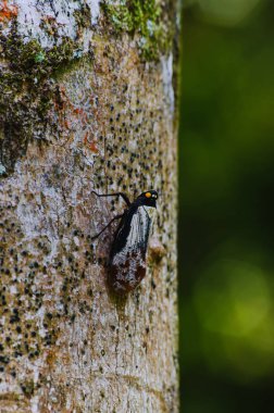 Borneo ağaç yağmur ormanlarında güzel cidada Closeup