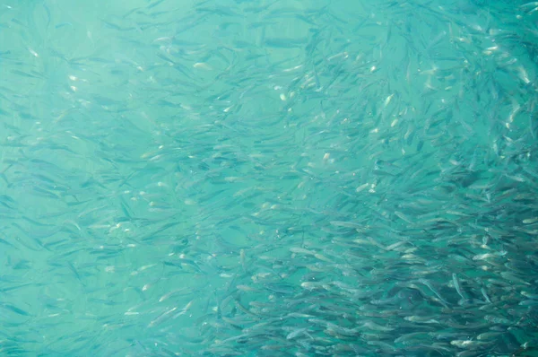 Honderden Kleine Vissen Tropische Oceaan Vis Swarm School Van Vissen — Stockfoto