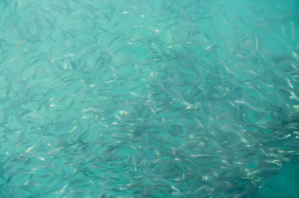 Hundreds of small fishes in tropical ocean, fish swarm or school of fishes, Kota kinabalu, Sabah, Borneo