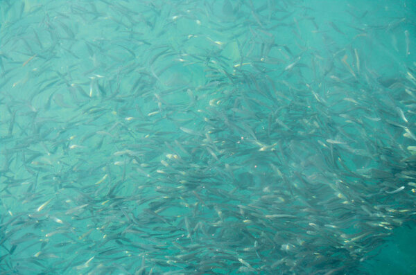 Сотни мелких рыбок в тропическом океане, рыбный рой или стая рыб, Kota kinabalu, Sabah, Borneo
