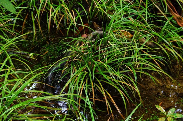 Césped Verde Bosque Tropical Borneo —  Fotos de Stock