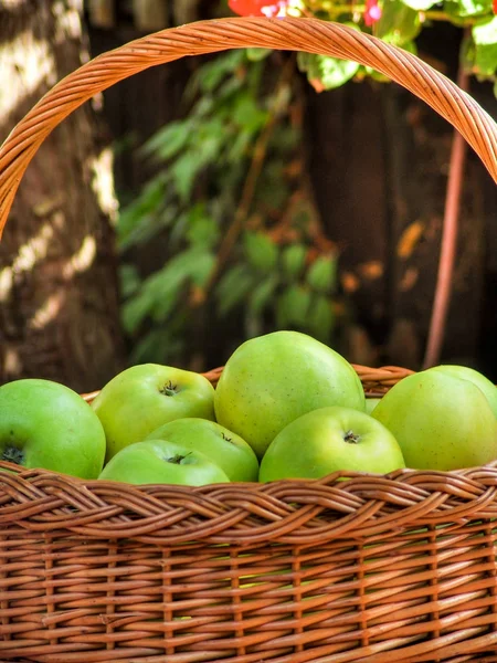 Apfelernte Reife Grüne Äpfel Korb — Stockfoto