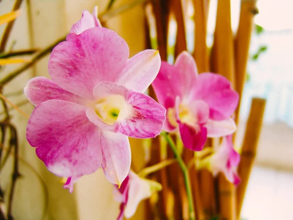 Storczyk Phalaenopsis Różowy Kwiat Ogrodzie Botanicznym Piękne Orchidea Roślina Naturze — Zdjęcie stockowe