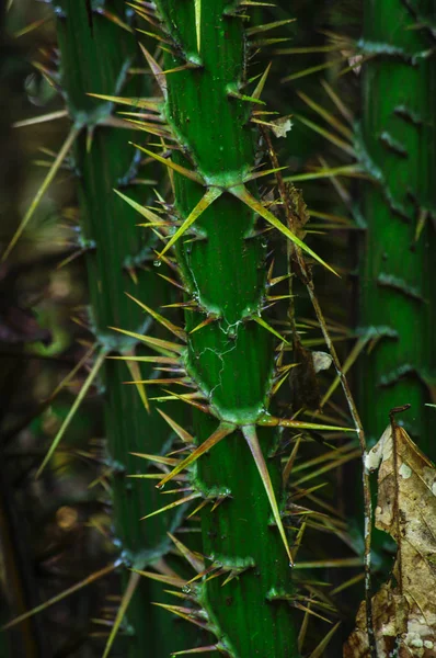 Huge spikes cover tropical trees in the jungle. Topical plant with thorns in rainforest of Malaysia