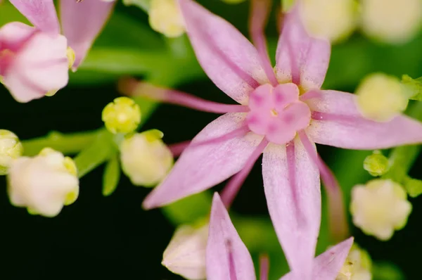 Rhodiola Rosea Flowering Medicinal Plant Closeup Macro Shot — Stock Photo, Image