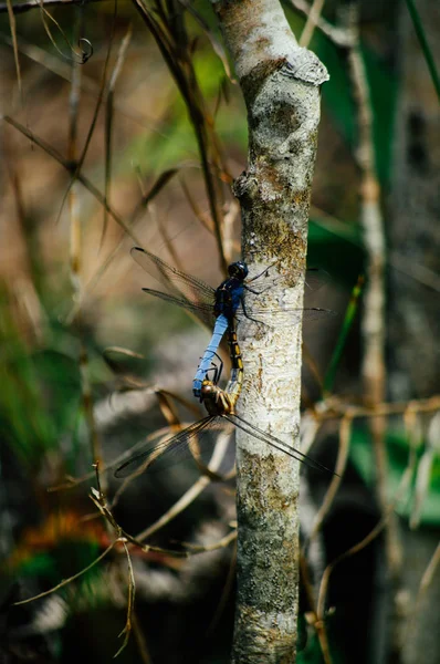 Twee Diffirente Dragonfly Maken Liefde Boom Brunch — Stockfoto