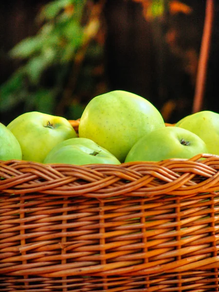Apple Oogst Rijpe Groene Appels Mand Stockafbeelding