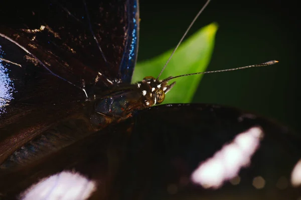 Gyönyörű Nagy Trópusi Fekete Fehér Pillangó Makró Lövés Zöld Levél Jogdíjmentes Stock Fotók