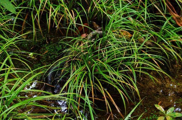 Erba Verde Nella Foresta Tropicale Del Borneo Fotografia Stock