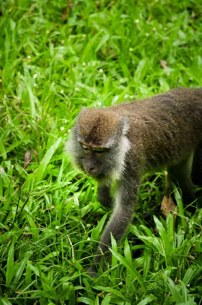 Macau Grey Monkey Zoek Naar Voedsel Groen Gras Nationaal Park Stockafbeelding