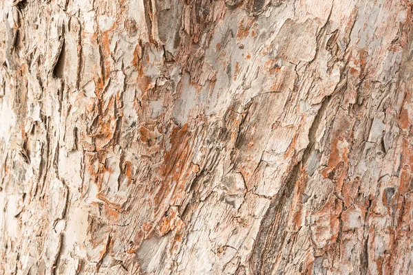 Textura áspera da casca grossa da macieira, sobre a superfície de muitas rachaduras que formam as células de madeira, um fundo abstrato — Fotografia de Stock