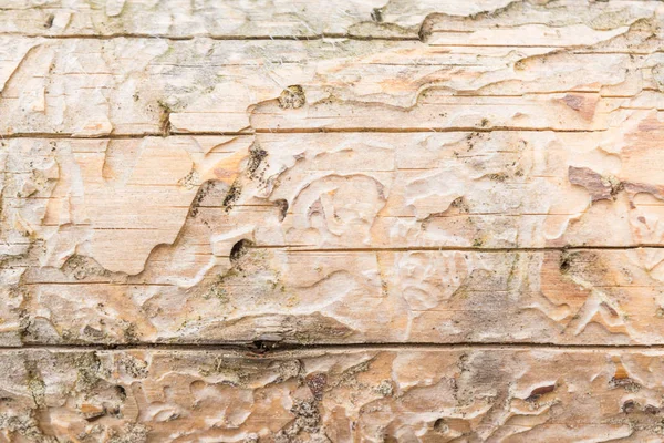 Текстура старої природної деревини, сухого колоди ялини пошкоджена дрібними тріщинами, має неоднорідний колір, сліди кору жуків гавкають, крупним планом, абстрактний фон — стокове фото
