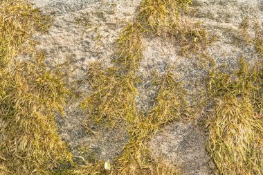 Bir gri taş ve yüzey doku kısmen yeşil yosun kaplı