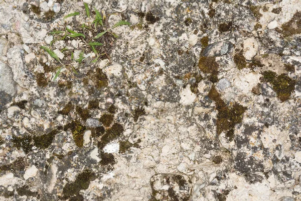 Textura de la antigua pared de hormigón con una superficie dañada y pequeñas grietas, en algunas partes de la pared de musgo crece — Foto de Stock